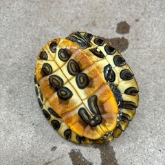 🔸ミドリガメ　の画像