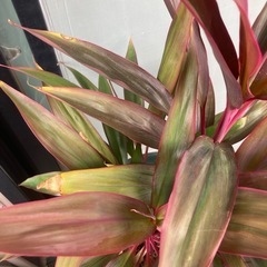 観葉植物の画像