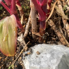 観葉植物の画像