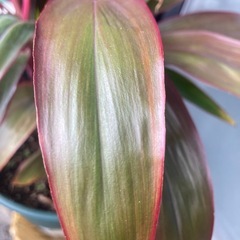 観葉植物の画像