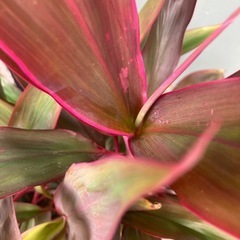 観葉植物の画像