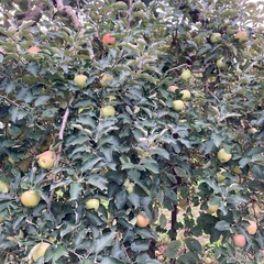 リンゴ🍎6kg 紅玉とニュージョナゴールド🉐欲しい分だけk数変更も可能‼️の画像