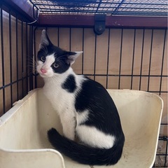 至急  可愛い子猫ちゃん  約3ヶ月