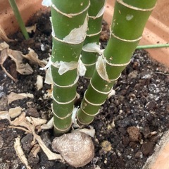 観葉植物(デパス)の画像
