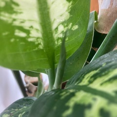 観葉植物(デパス)の画像