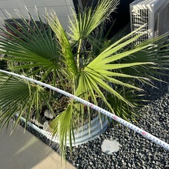 ワシントンヤシ　フィリフェラの画像