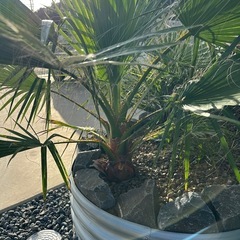 ワシントンヤシ　フィリフェラの画像