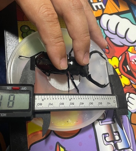 ウエストウッディオオシカクワガタ