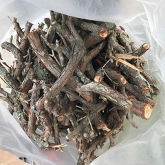 高野槇(コウヤマキ) 剪定枝 希少種 薪材にの画像