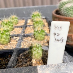 金鯱　キンシャチの画像