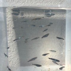 🐟メダカ（ゴジラ系）お譲りします！の画像