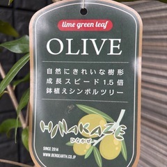 【受け渡し決定】8,000円→7,500円　大型 約170cm　オリーブ ひなかぜ 陶器鉢 受け皿付き の画像