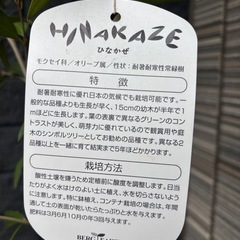 【受け渡し決定】8,000円→7,500円　大型 約170cm　オリーブ ひなかぜ 陶器鉢 受け皿付き の画像