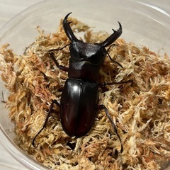 マンディブラリスフタマタクワガタ　オスのみの画像