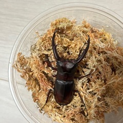 マンディブラリスフタマタクワガタ　オスのみの画像