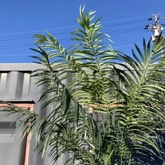 【お値下げOK】大型インテリア フェイクグリーン 光触媒人工植物 光の楽園 高さ約270cmの画像