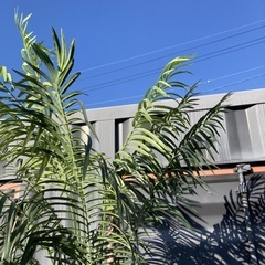 【お値下げOK】大型インテリア フェイクグリーン 光触媒人工植物 光の楽園 高さ約270cmの画像
