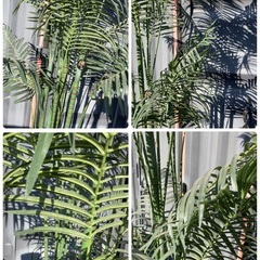 【お値下げOK】大型インテリア フェイクグリーン 光触媒人工植物 光の楽園 高さ約270cmの画像