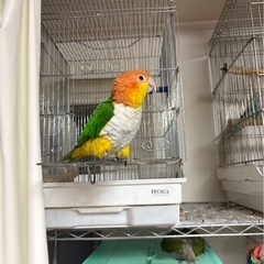 迷子鳥のポスティングを手伝って下さい