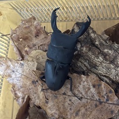 生き物昆虫の画像