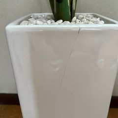 サスベリア　光触媒　造花の画像