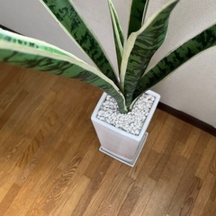 サスベリア　光触媒　造花の画像