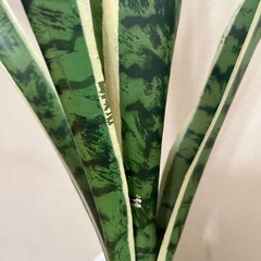 サスベリア　光触媒　造花の画像
