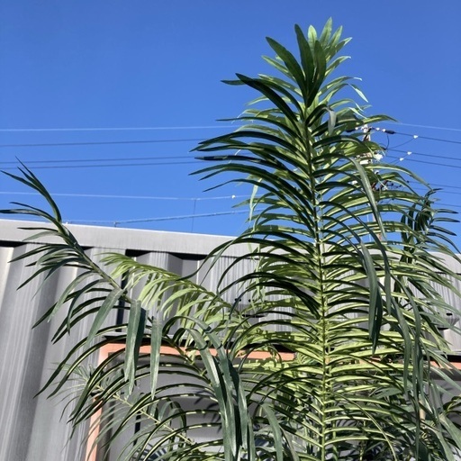 【お値下げOK】大型インテリア フェイクグリーン 光触媒人工植物 光の楽園 高さ約260cm