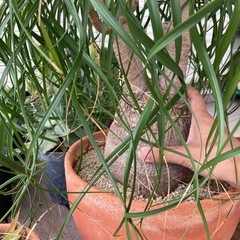 トックリラン　ノリナ　ポニーテールの画像
