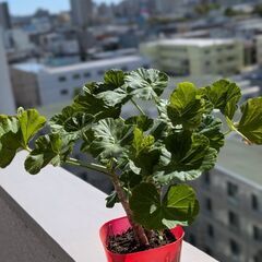 ゼラニウム苗の画像