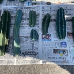 柱🌵︎︎💕︎︎サボテンの画像