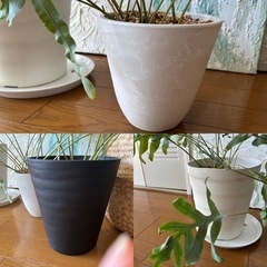 IKEAのカゴ付きフレボディウム（オーレウム）ブルー スター　の画像