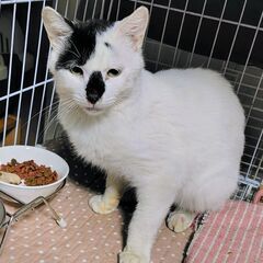 足にまとわりつく、超甘えん坊♡