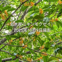 金木犀 キンモクセイ 花付き切り枝 5本 おまけ有りの画像