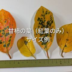 柿の葉 甘柿の葉 紅葉のみ 70枚以上 ダカの越冬の画像