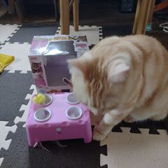 ピヨピヨパンチ(猫用おもちゃ)の画像