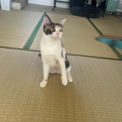 とっても良い子！小柄美人な三毛猫さん🤎