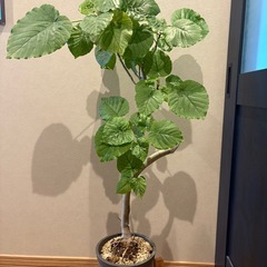 幹太曲がり樹形！フィカス　ウンベラータの画像