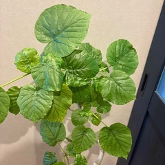 幹太曲がり樹形！フィカス　ウンベラータの画像