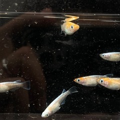 【メダカ】寿 9匹 今年生まれの画像