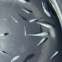 【メダカ】レックウザ 約30匹の画像