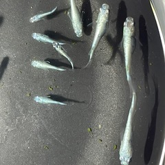 【メダカ】レックウザ 約30匹の画像