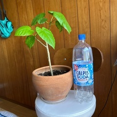 観葉植物　ウンベラータの画像