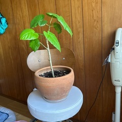 観葉植物　ウンベラータの画像