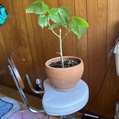観葉植物　ウンベラータの画像