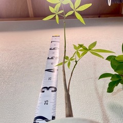 パキラ実生 × ガジュマル🌱北欧ストーン風植木鉢・お得な2鉢セットの画像