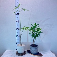 パキラ実生 × ガジュマル🌱北欧ストーン風植木鉢・お得な2鉢セットの画像