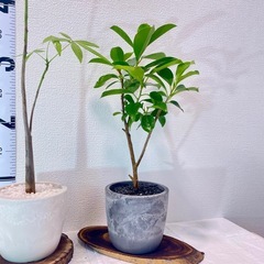 パキラ実生 × ガジュマル🌱北欧ストーン風植木鉢・お得な2鉢セットの画像