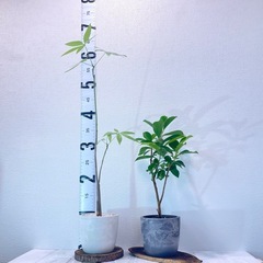 パキラ実生 × ガジュマル🌱北欧ストーン風植木鉢・お得な2鉢セットの画像