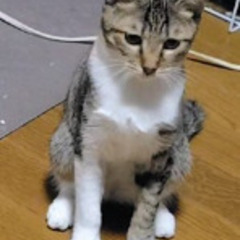 元気いっぱい、キジシロの男の子！